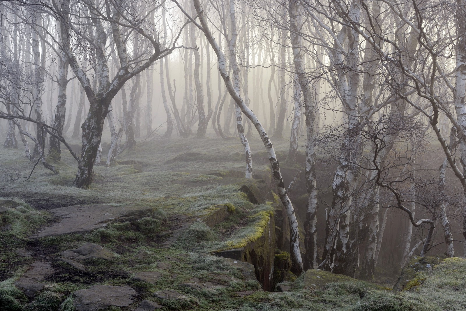 Árvores em uma floresta com neblina com um caminho levando até elas (floresta, árvore, bétula, natureza, névoa)