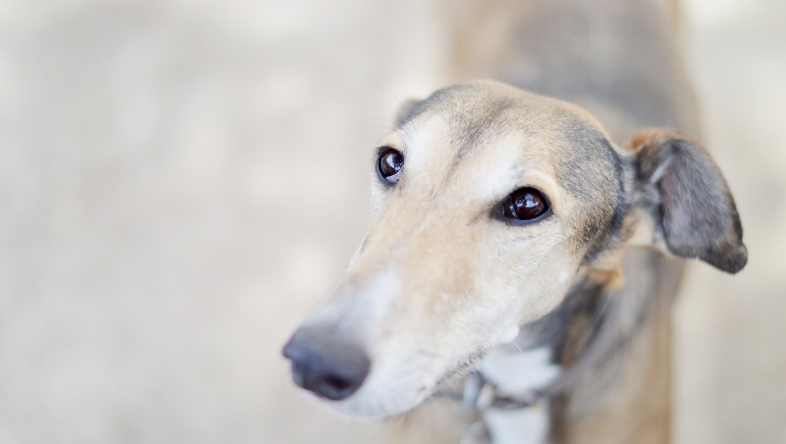 Há um cachorro olhando para cima para a câmera. (focinho, whippet, saluki, galgo italiano, cão longo)