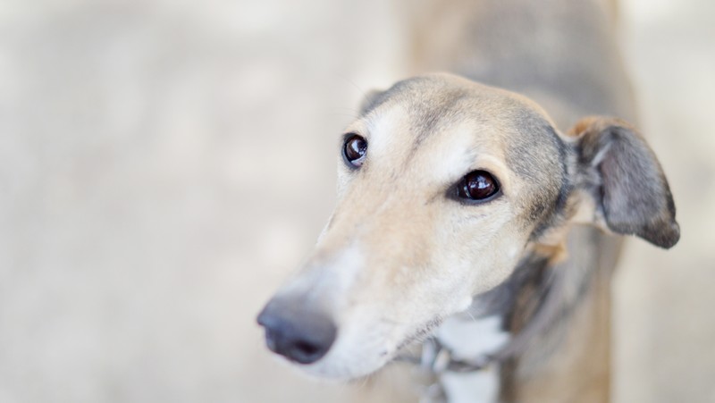 Собака смотрит вверх на камеру. (рыло, виппет, whippet, салюки, saluki)