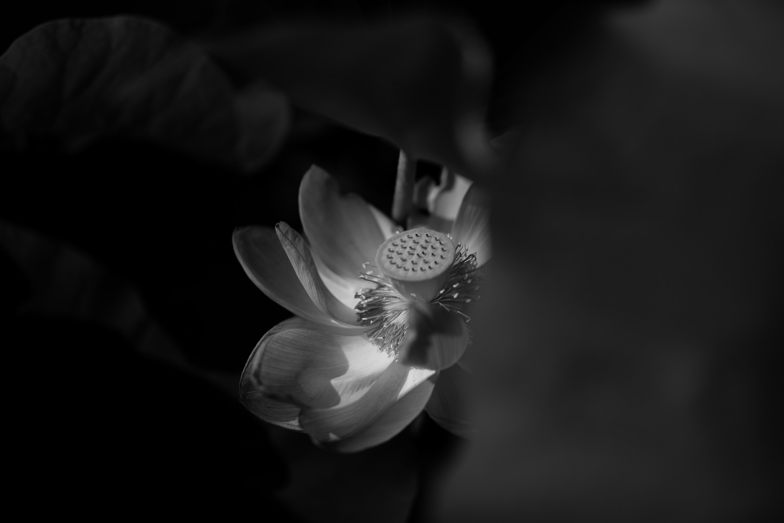 Una foto en blanco y negro de una flor en la oscuridad (blanco y negro, blanco, negro, monocromo, naturaleza)