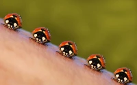 Fila de mariquitas en una superficie