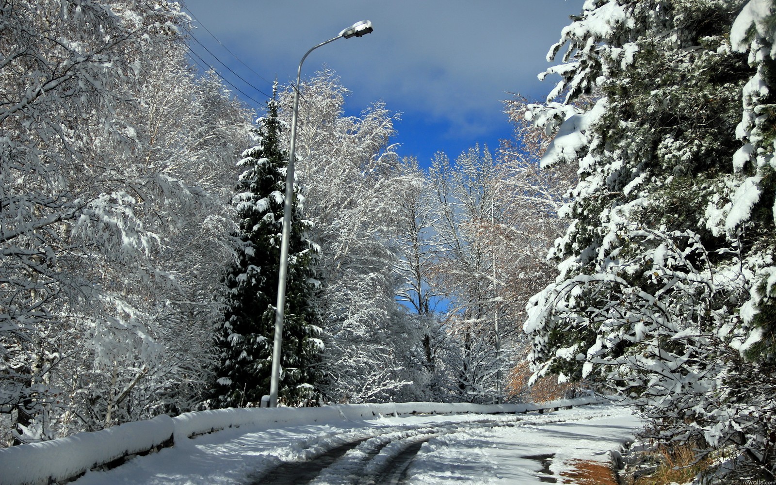 Une route enneigée avec des arbres et un lampadaire au loin (neige, hiver, arbre, gel, sauvage)