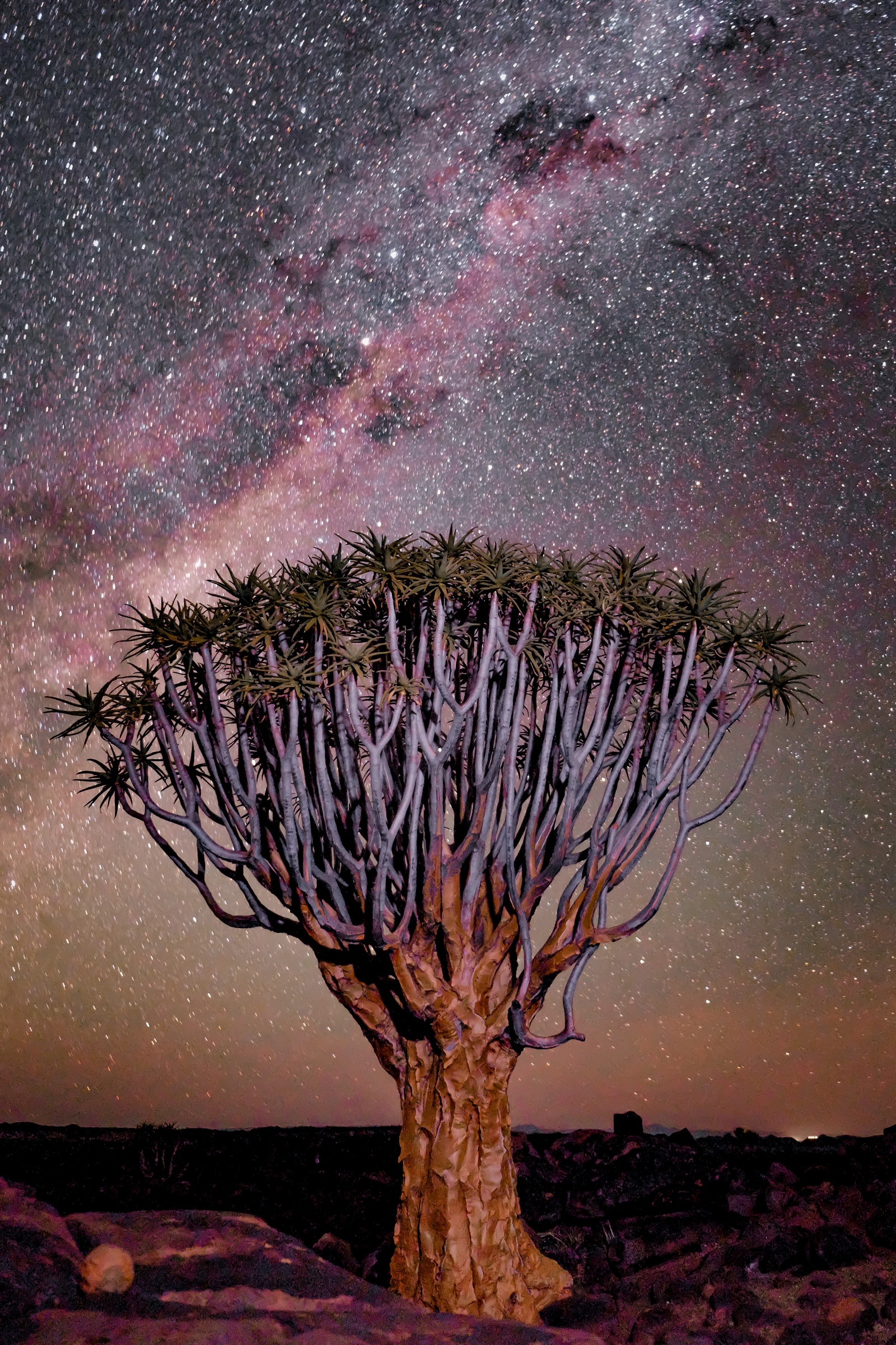 A close up of a tree with a sky background and a star filled sky (purple, nature, landscape, tree, woody plant)