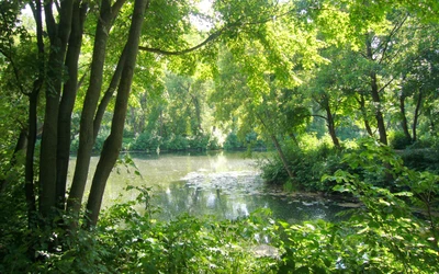 nature, nature reserve, tree, vegetation, riparian forest