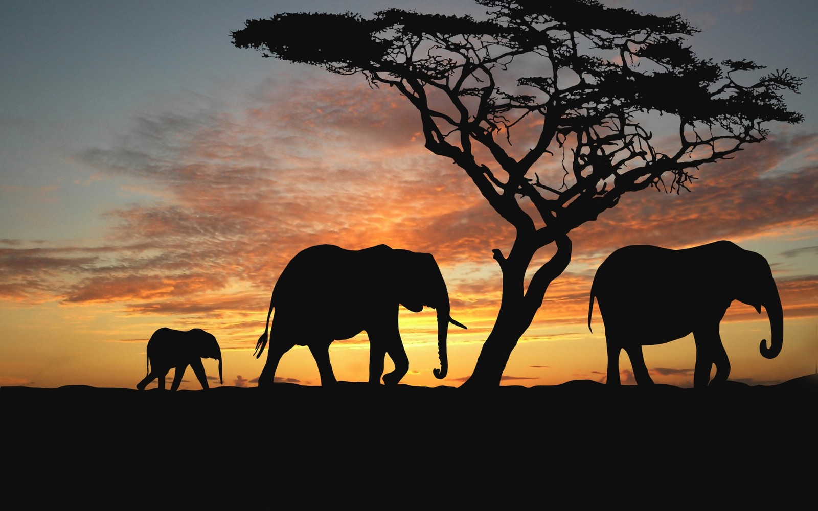 Téléchargez le fond d'écran savane, éléphant, faune, éléphant dafrique, animal terrestre