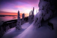 Frozen Serenity: A Winter Sunset Over Snow-Capped Pines