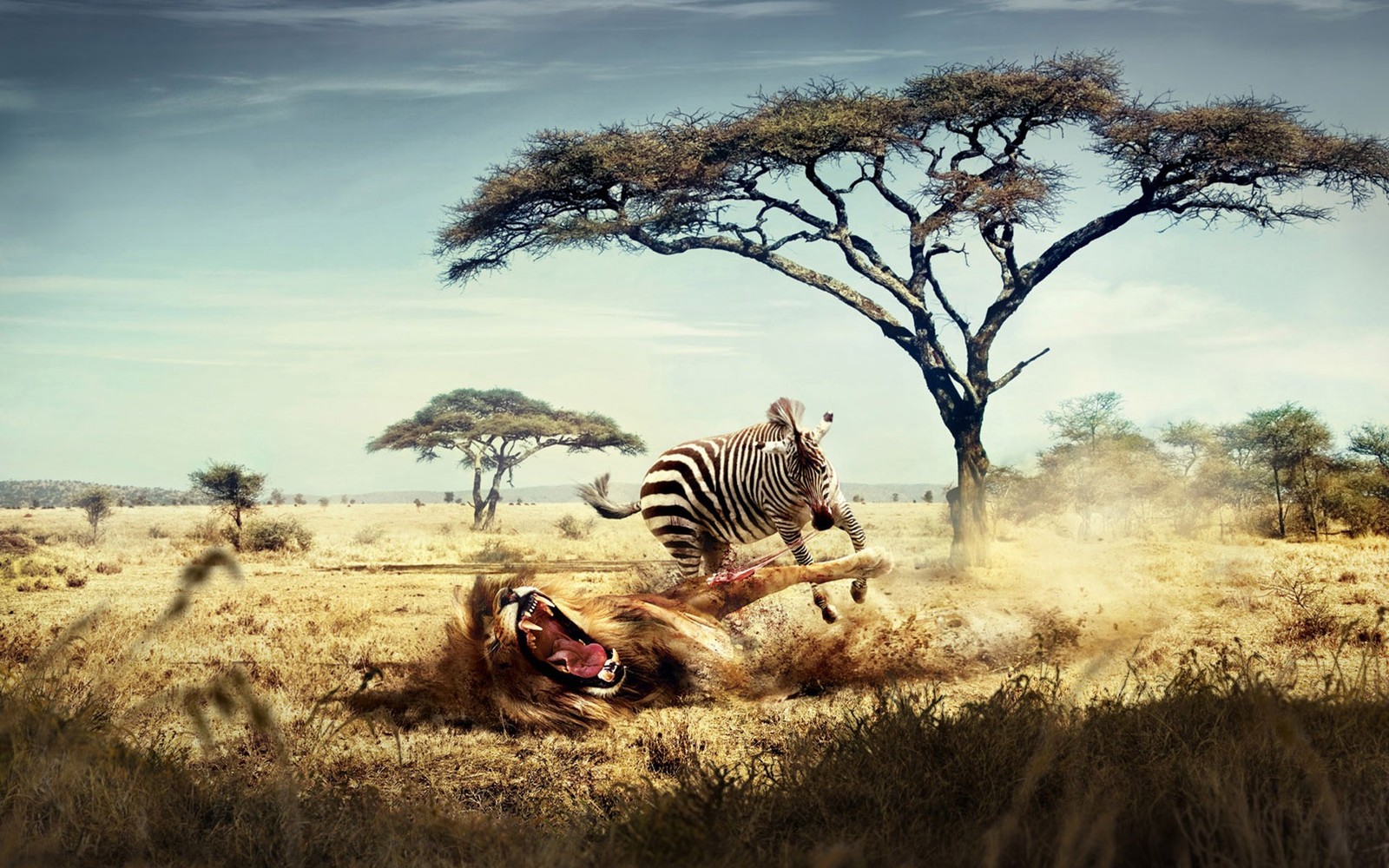 Zebra and lion fight in the wild with trees in the background (wildlife, savanna, tree, zebra, safari)