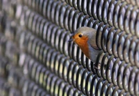 Rouge-gorge européen regardant à travers une clôture en fil de fer