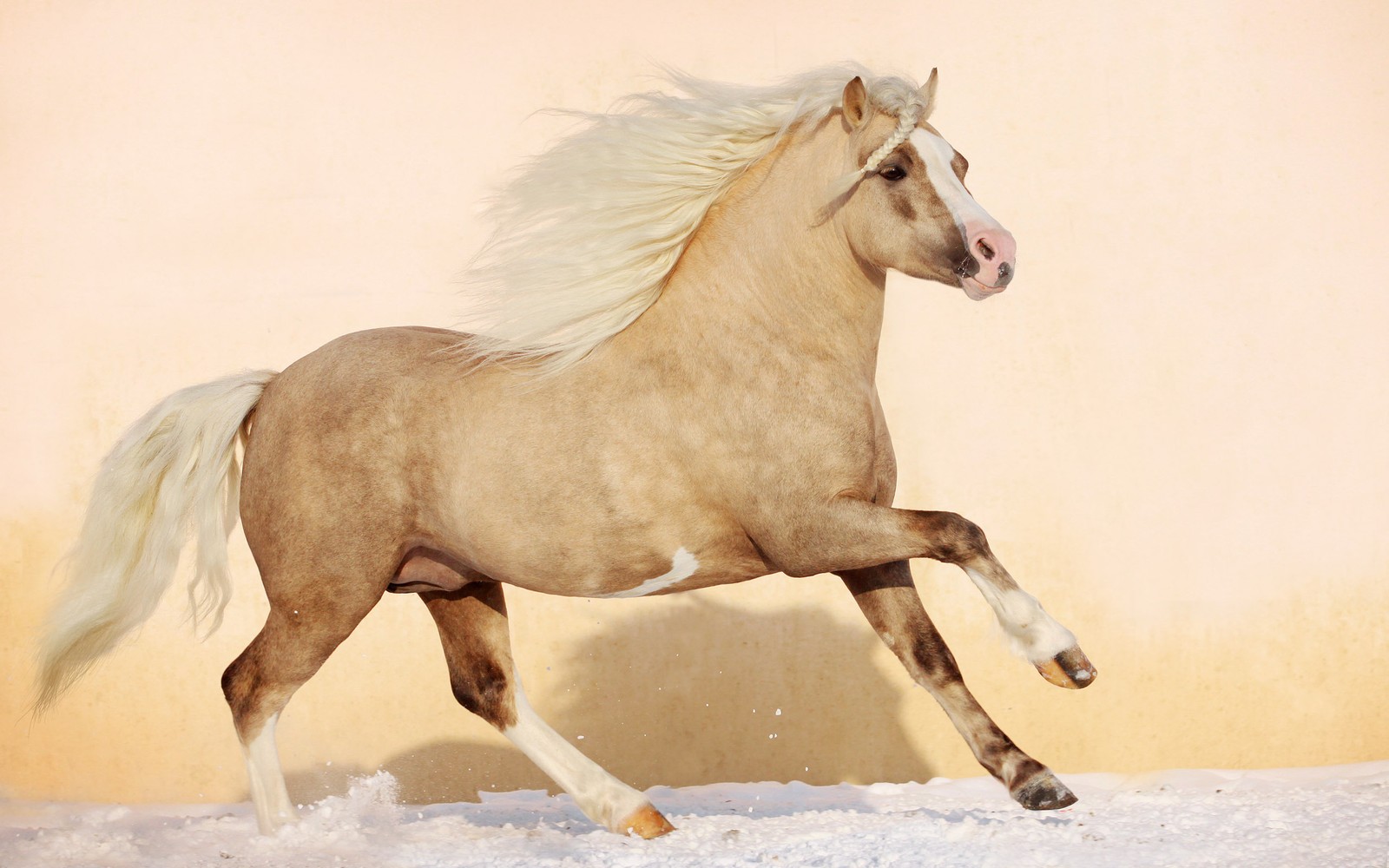 Há um cavalo correndo na neve (pônei, cavalo pintado americano, garanhão, cavalo, juba)