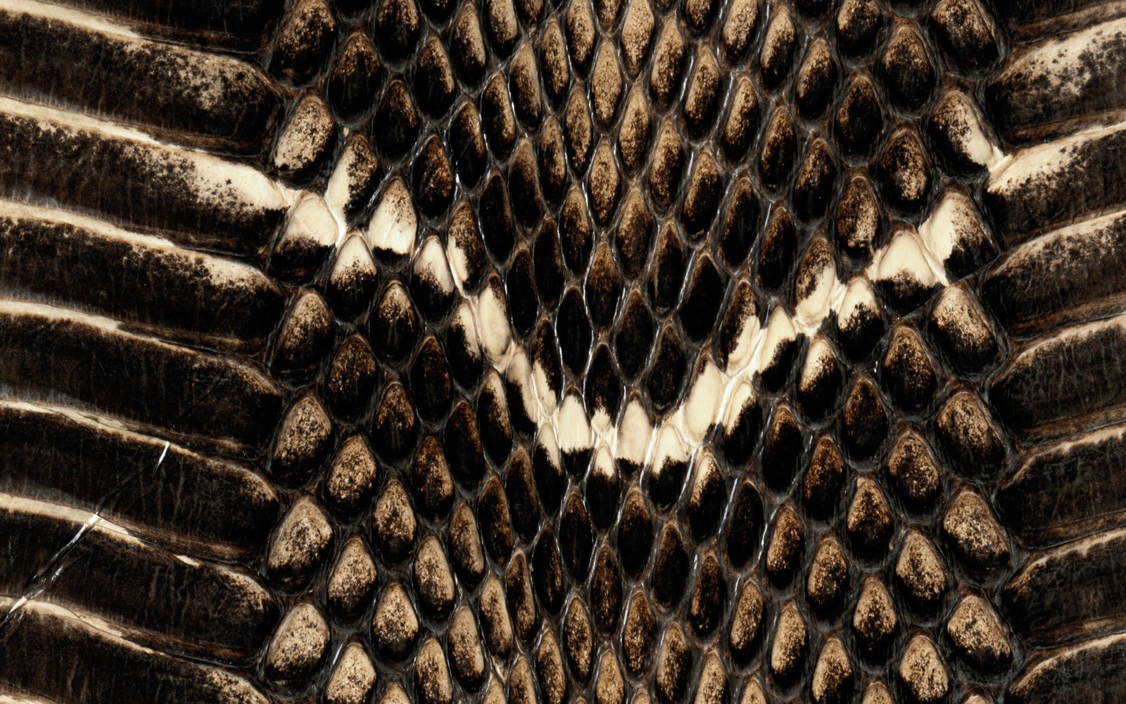 A close up of a snake skin with a pattern of black and white (reptile, pattern, tree, snake, snakes)