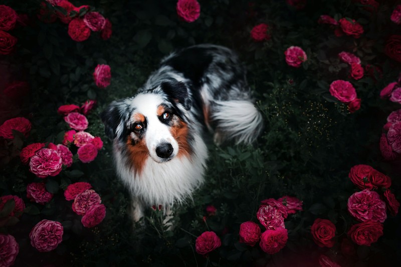 Собака стоит посреди цветов (австралийская овчарка, бордер колли, border collie, немецкая овчарка, собака)