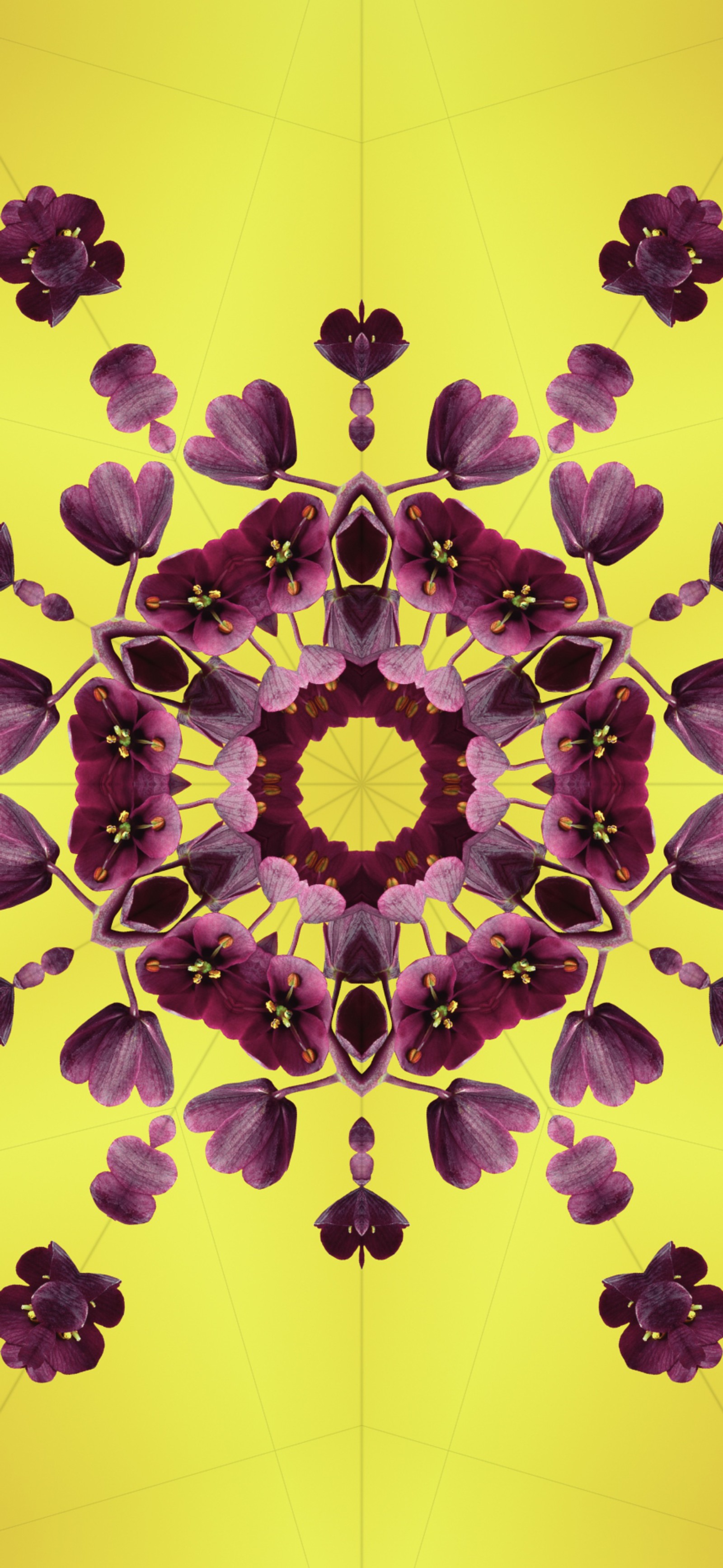 Purple flowers are arranged in a circular pattern on a yellow background (ios 17, petal, apples, operating system, ios)