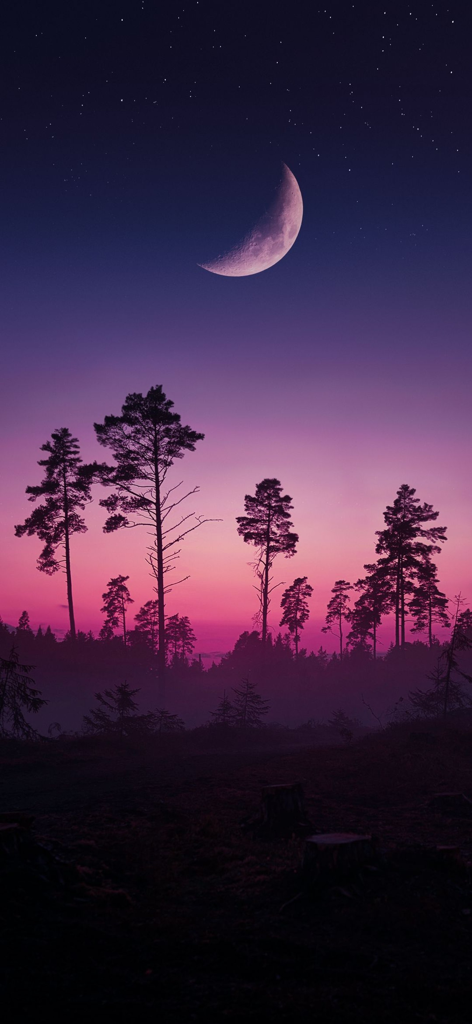 Vue de la lune et d'une ligne d'arbres la nuit (durabilité, atmosphère, écorégion, lune, lumière)