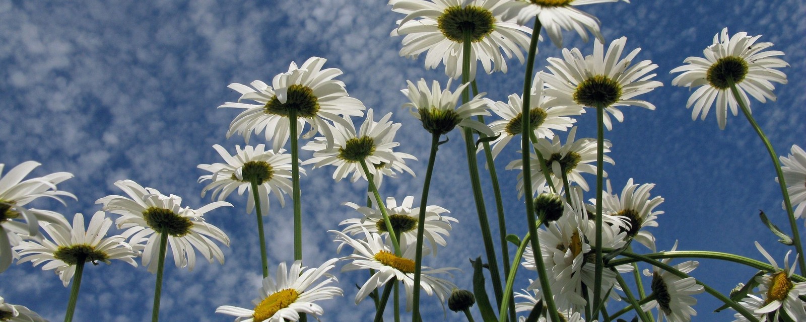 Il y a beaucoup de fleurs blanches qui poussent dans l'herbe (fleur, marguerite commune, plante, marguerite, fleur sauvage)