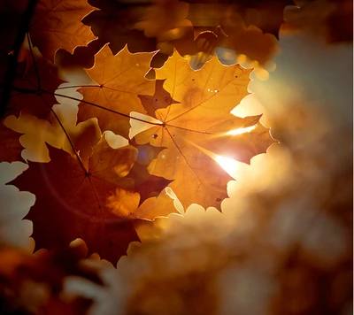 otoño, resplandor, hoja, hojas, naranja