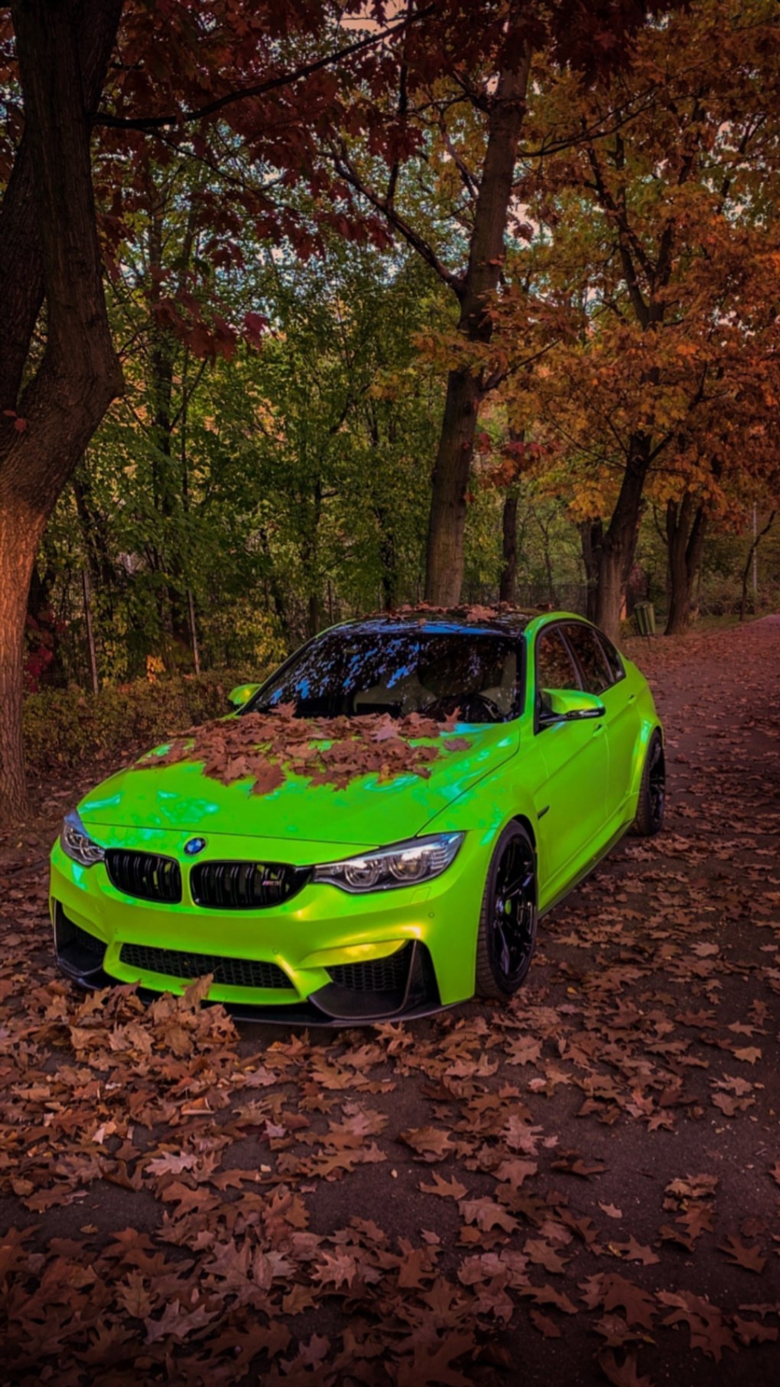 A close up of a green bmw car parked in a forest (audi, bmw, bugatti, hypercars, lykan)