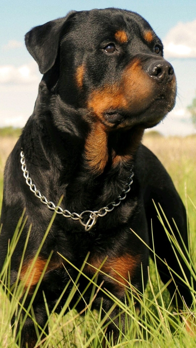 Собака сидит в траве с цепью вокруг (собаки, ротвейлер, rottweiler)