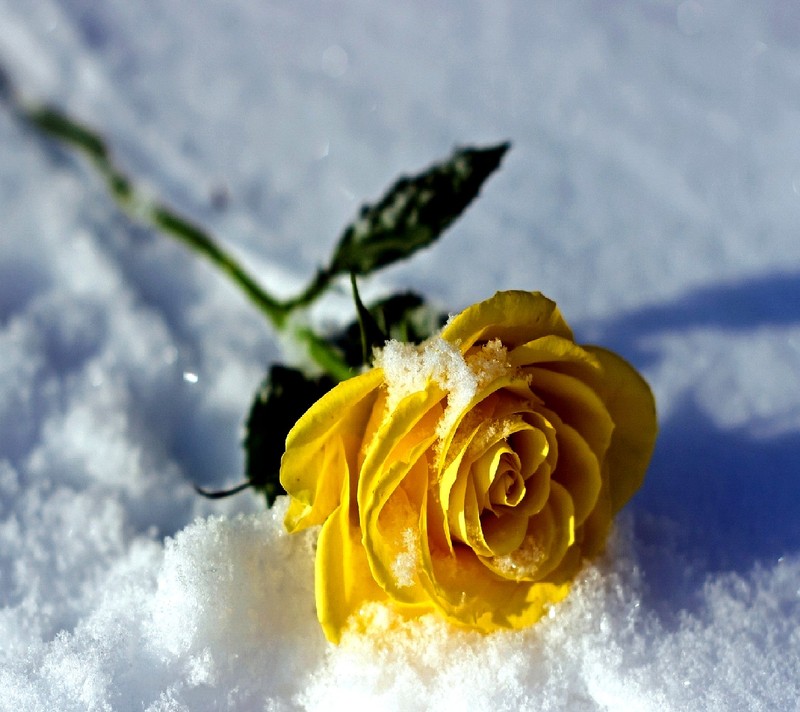 Rose jaune dans la neige avec de la neige dessus (rose)