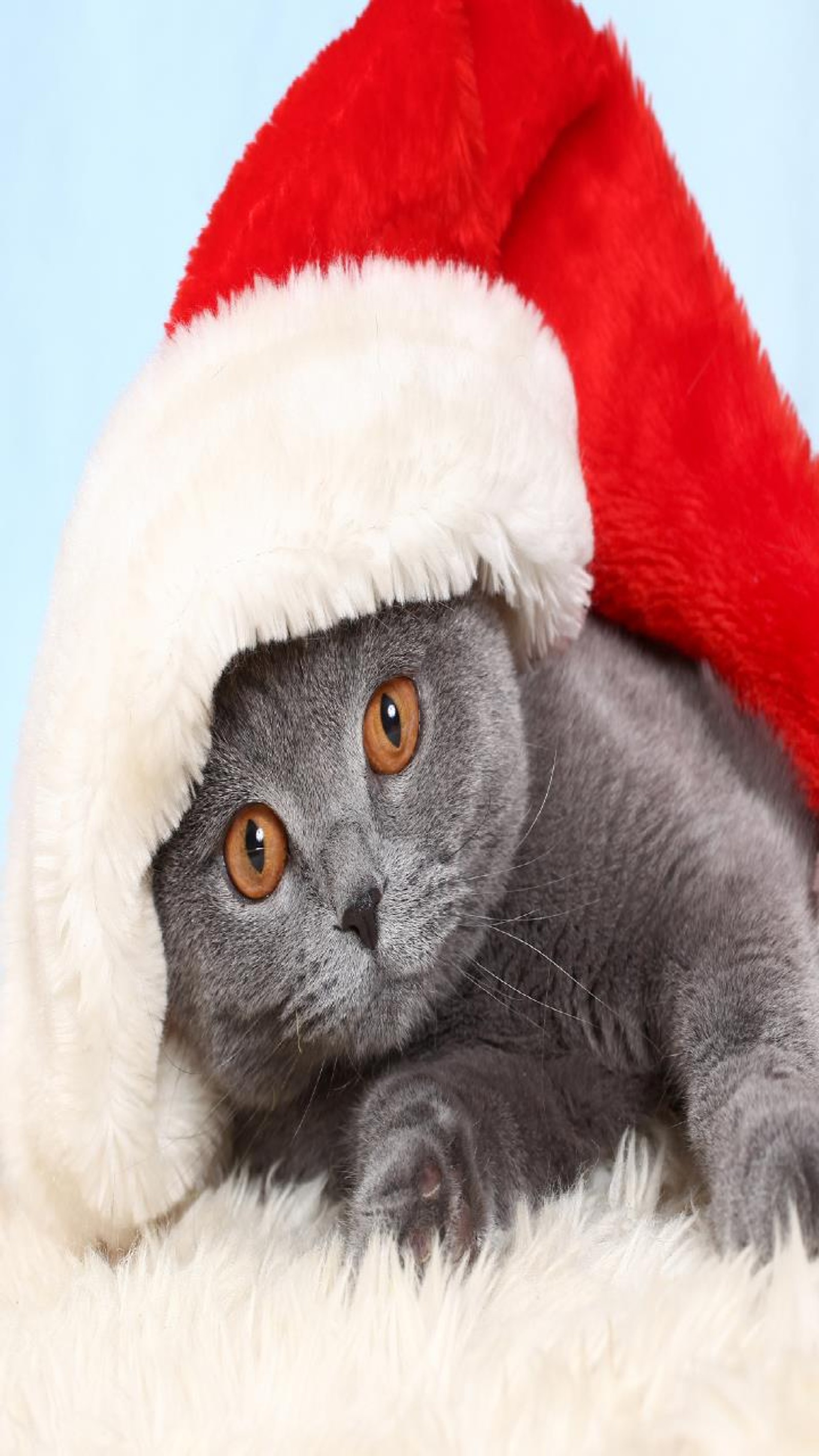 Baixar papel de parede gato, natal, gato de natal, gato fofo