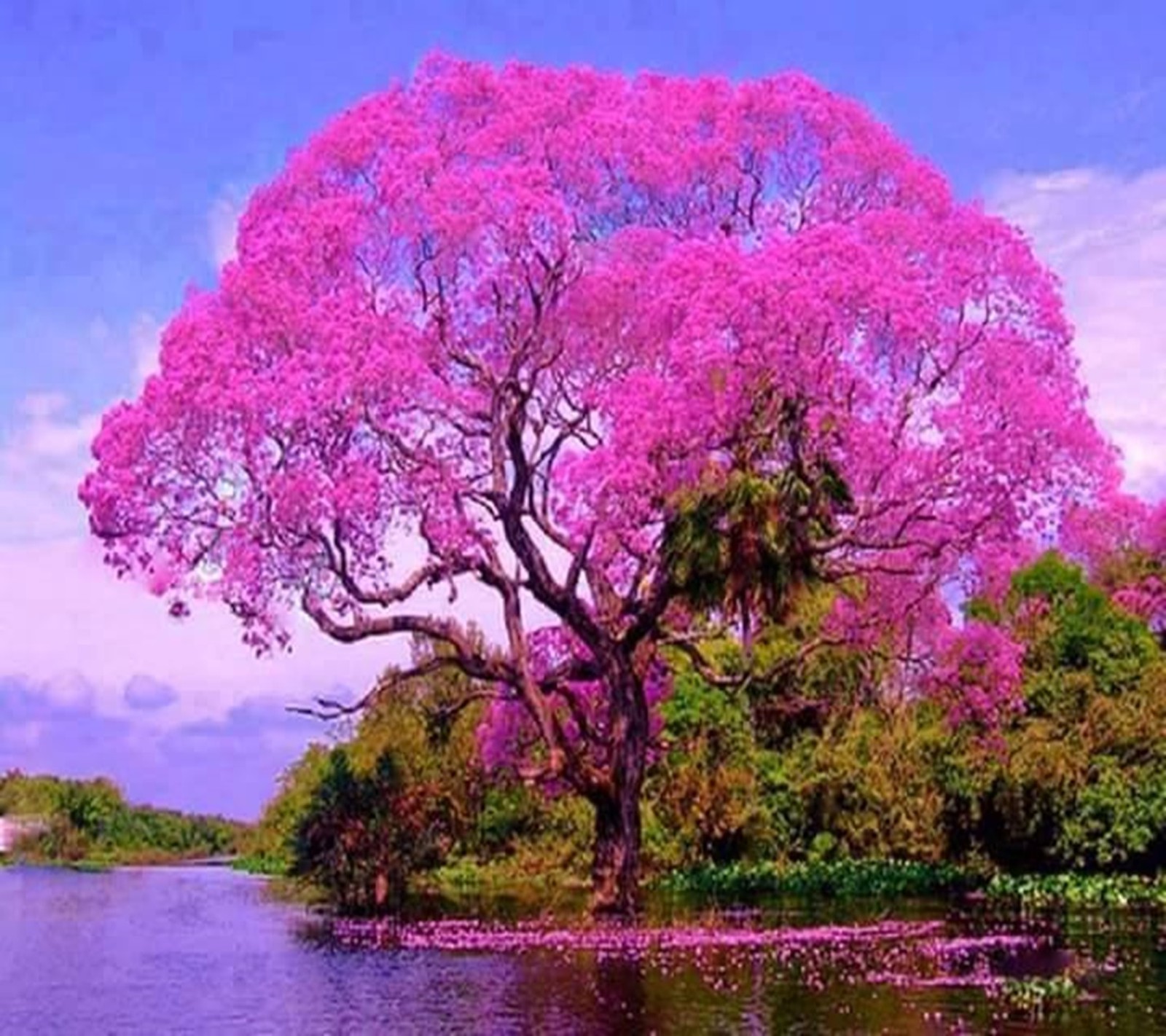 Arafed tree in the middle of a lake with pink flowers (pink, tree)