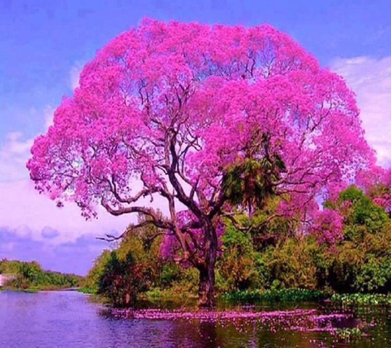 Arafed tree in the middle of a lake with pink flowers (pink, tree)