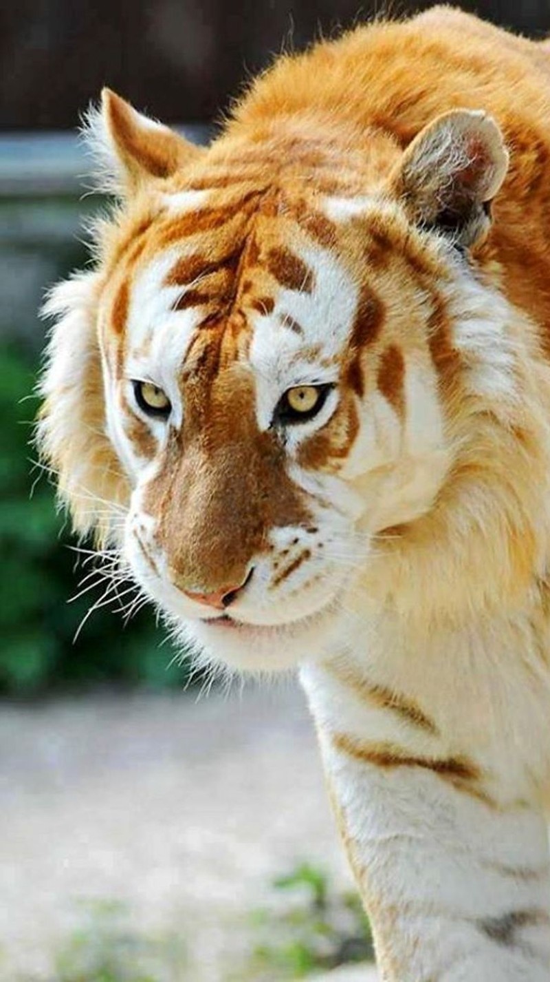 There is a tiger walking on the ground with a blurry background (eye, face, tiger, unique)