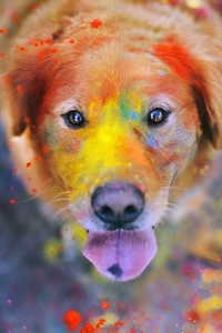 couleur, coloré, mignon, chien, yeux