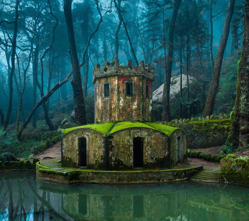 A close up of a small building in the middle of a forest (forest, hidden, home, house, tree)