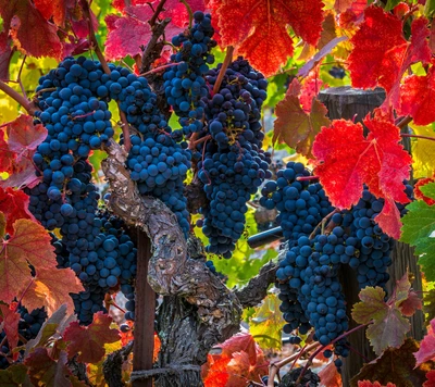 Vibrant Grapes Nestled Among Autumn Leaves