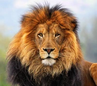 Lion majestueux avec une crinière luxuriante