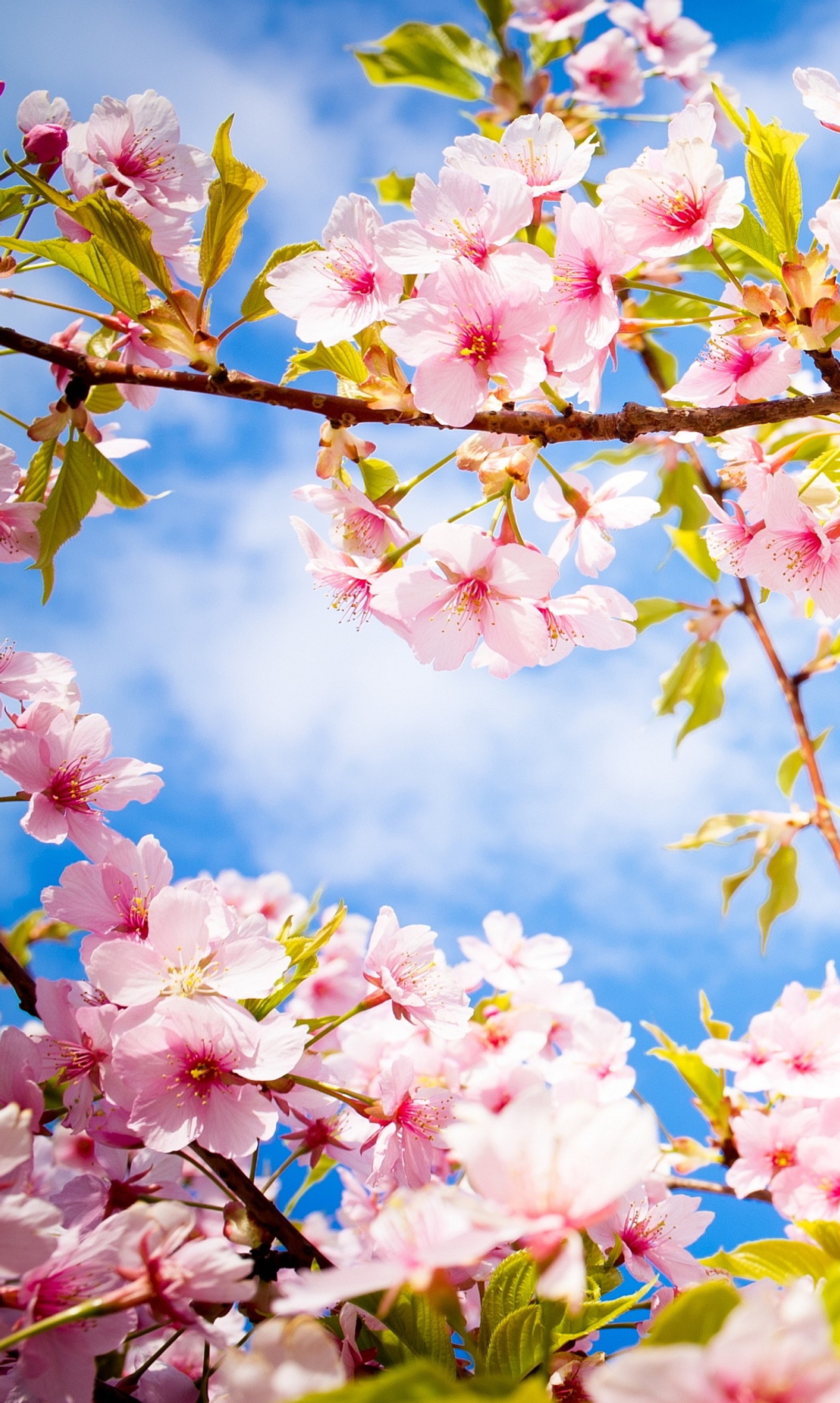 There is a bird that is sitting on a branch of a tree (awsome, spring)