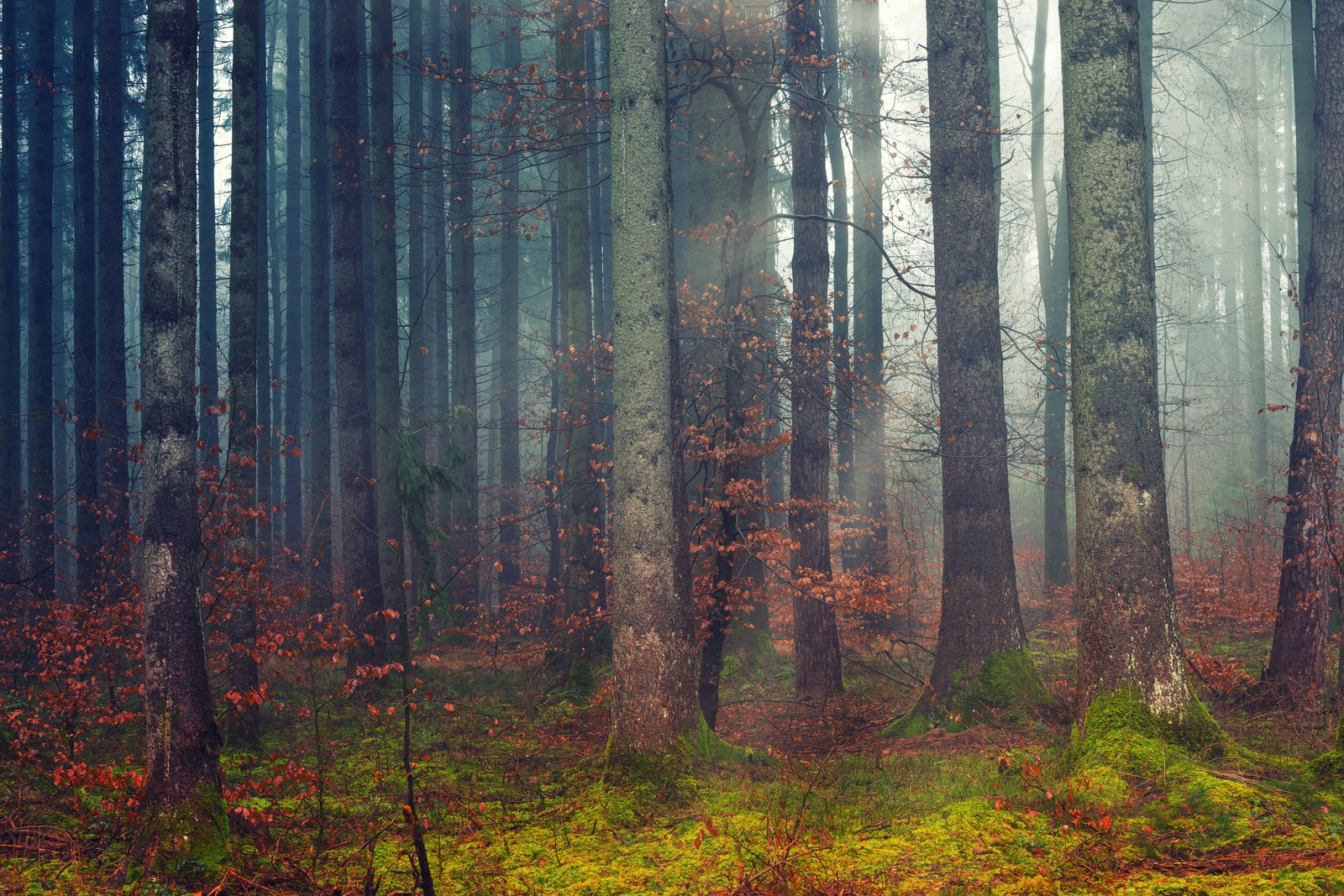 A view of a forest with a lot of trees and grass (forest, dawn, woods, daylight, fall)