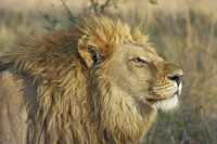 felino grande, león, vida silvestre, león masai, animal terrestre