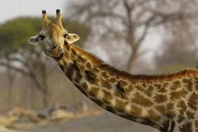 Girafe avec des oiseaux : Un moment humoristique de safari