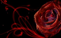 rose, red, petal, macro photography, flora wallpaper