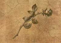 papier, feuille, plante, fleur, tige de plante