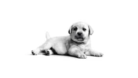 Adorable chiot labrador noir et blanc sur fond blanc