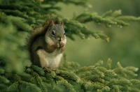 squirrel, branch, wildlife, tree, rodent