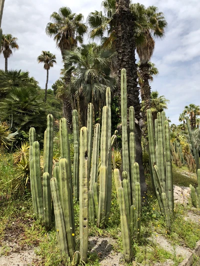 Diverse Shrubland Featuring Cacti and Palm Trees