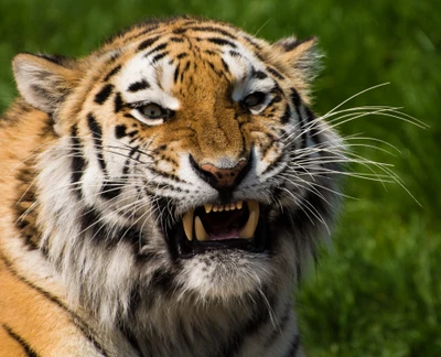 tiger gesicht, nahaufnahme, großkatze, wildleben, prädator