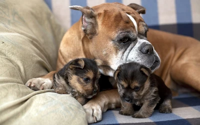 Bulldog americano carinhoso com dois adoráveis filhotes em um cobertor aconchegante.