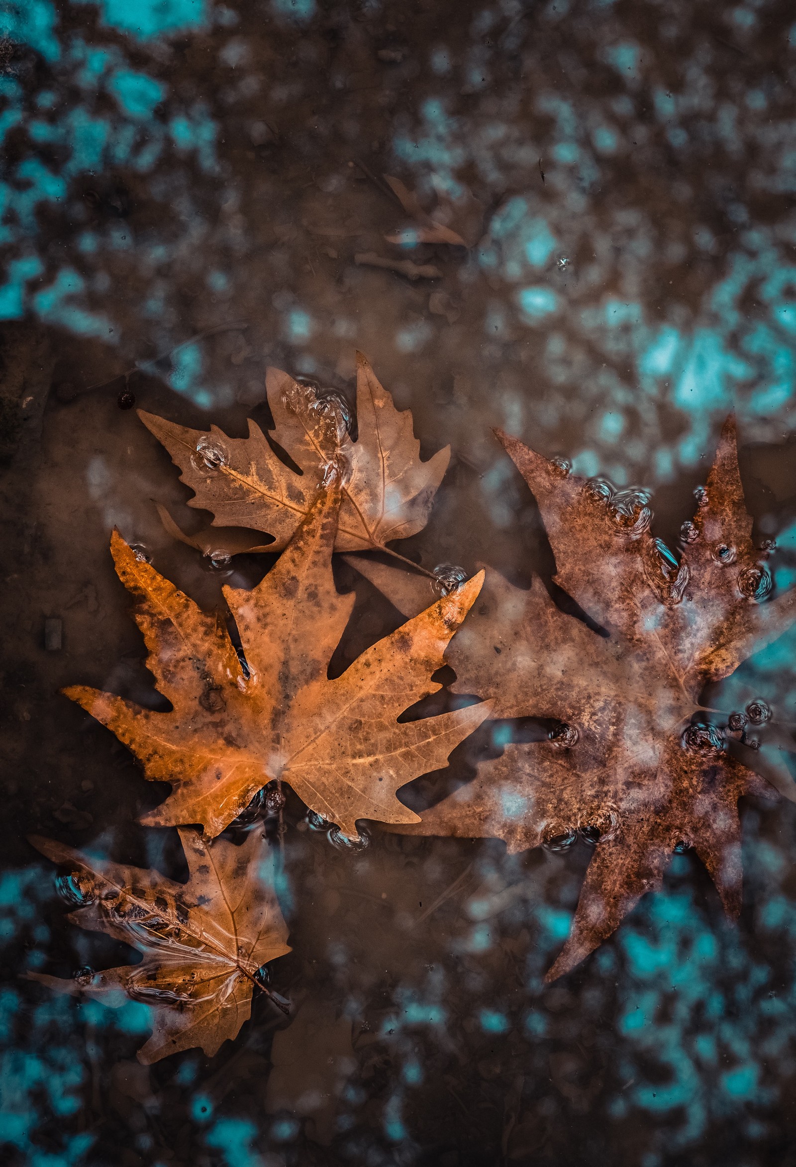 Des feuilles flottant dans une flaque d'eau avec un fond bleu (plantes, fleur, plante, automne, feuille)