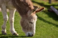 Burro pastando en hierba verde y exuberante en el pasto