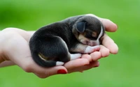 A tiny beagle puppy curled up peacefully in a person's hands, radiating adorableness and warmth.