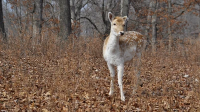 Spotted Deer in Autumn Forest Setting