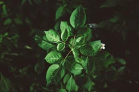 Follaje verde exuberante de una planta en flor