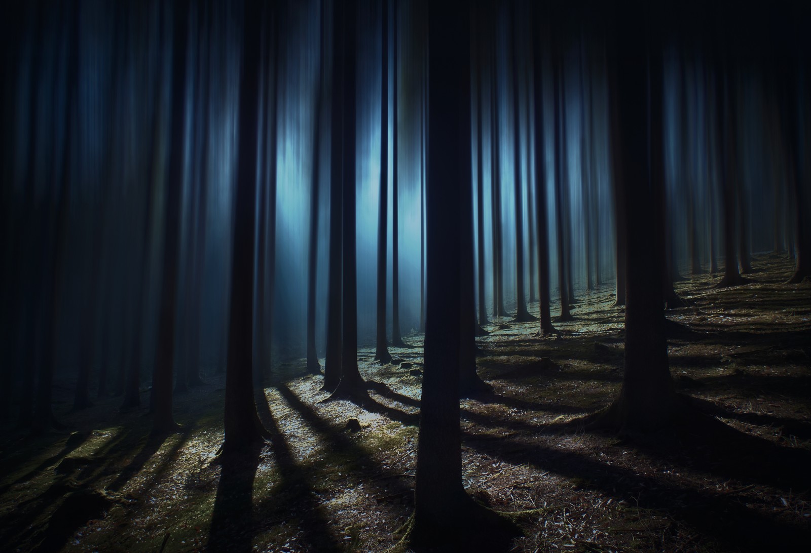 A dark forest with a light shining through the trees (dark forest, woods, night time, dark, shadow)