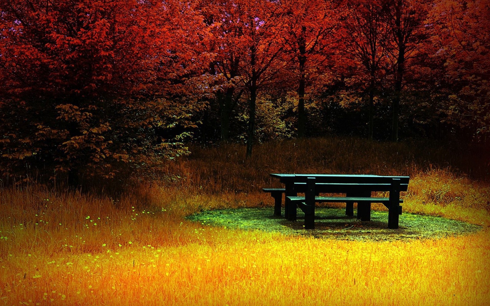 Un banco en medio de un campo de hierba (naturaleza, árbol, hoja, otoño, mañana)