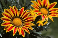 Lebendige gelbe und rote Gerbera-Blumen in Blüte