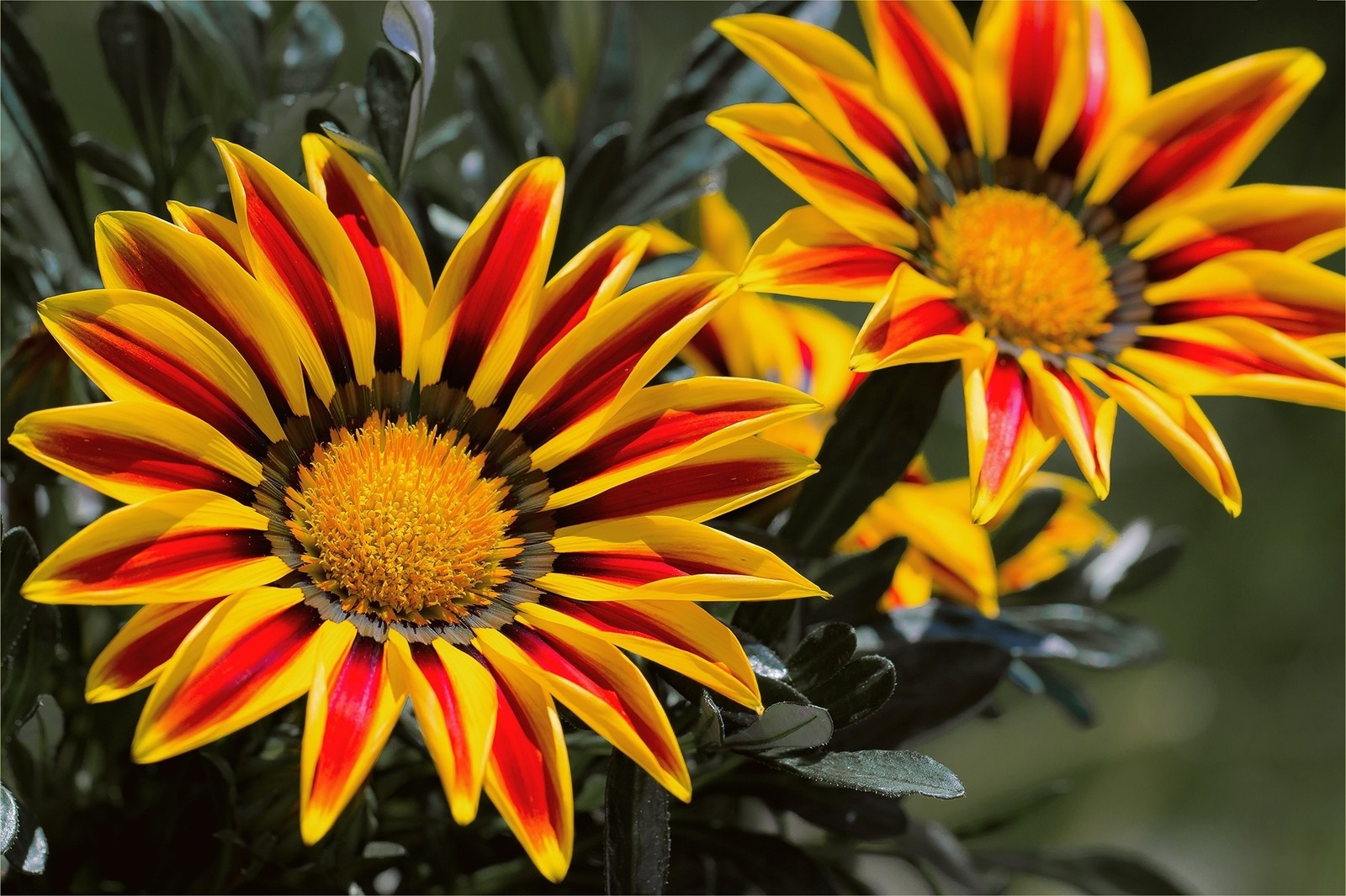 Fleurs jaunes et rouges avec des feuilles vertes dans un vase (fleur, pétale, jaune, plante, plante à fleurs)